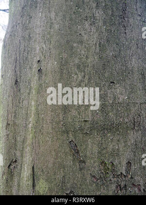 Gemeinsame Buche, Fagus sylvatica, in der Nähe der Rinde, Warwickshire, November 2018 Stockfoto