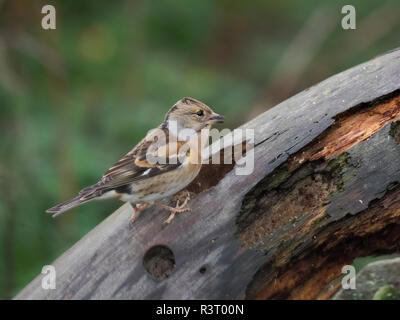 Bergfink, Fringilla montifringilla, Einzelne männliche auf Zweig, Warwickshire, November 2018 Stockfoto