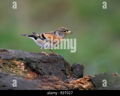 Bergfink, Fringilla montifringilla, Einzelne männliche auf Zweig, Warwickshire, November 2018 Stockfoto