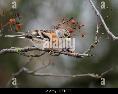 Bergfink, Fringilla montifringilla, Einzelne männliche auf Zweig, Warwickshire, November 2018 Stockfoto