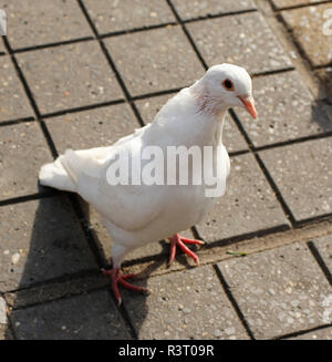 Komisch aussehende weiße Taube auf der Straße warten zu füttern. Stockfoto