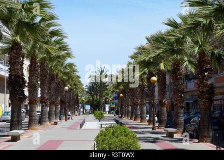 Allee der Palmen in Guardamar del Segura, Costa Blanca, Spanien Stockfoto