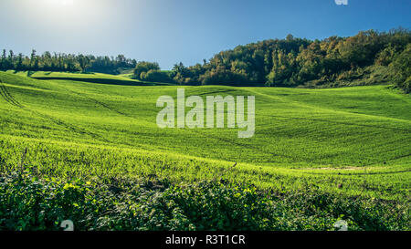 Weizen Sprossen wachsen in der herbstlichen grünes Feld. Bologna, Emilia Romagna, Italien. Stockfoto