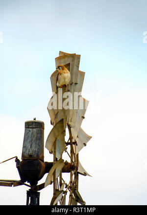 Ein kestel Uhren der Fotograf im Sitzen im Wind die Segel. Eine wunderschöne Australische Szene Stockfoto