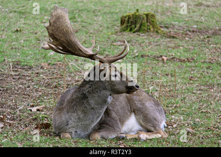 Ruhe männlichen Damwild Dama Dama Stockfoto