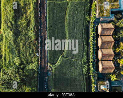 Indonesien, Bali, Ubud, Luftaufnahme von Reisfeldern Stockfoto