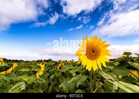 Großbritannien, Schottland, East Lothian, Sonnenblumen (Helianthus)... Halten Sie den Kopf hoch Stockfoto