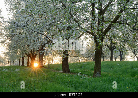 Deutschland, Baden-Württemberg, Kirschbäume in der Blüte mit Sonnenstrahlen in der Nähe von Sunrise bei der Hintergrundbeleuchtung im Frühjahr Stockfoto