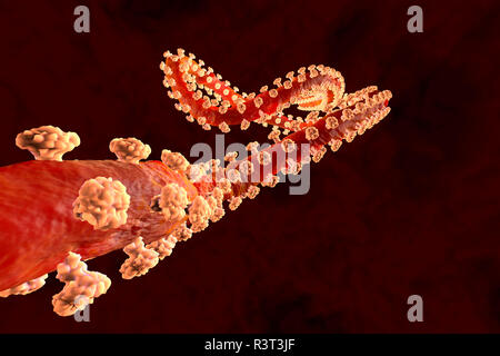 3D-Darstellung eines Ebola Virus Stockfoto