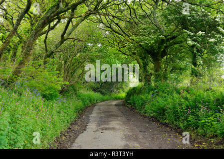 Vereinigtes Königreich, England, Cornwall, schmale Landstraße, mit Bäumen gesäumten im Wald Stockfoto