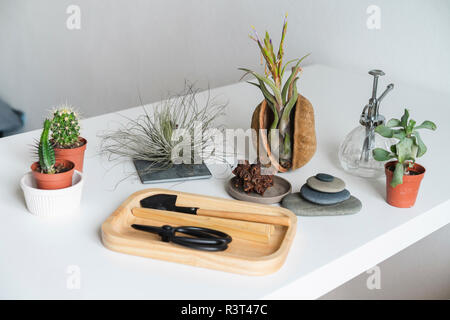 Variation von sukkulenten Pflanzen und Gartengeräte zu Hause Stockfoto
