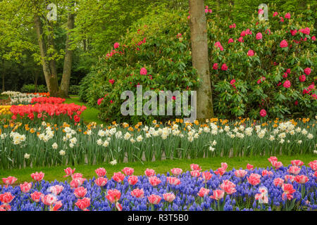 Tulpen, Traubenhyazinthen und Rhododendron Blüten, Keukenhof Lisse, Niederlande Stockfoto