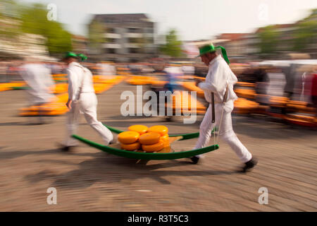 Lokaler Teilnehmer auf dem Käsemarkt, Alkmaar, Niederlande Stockfoto