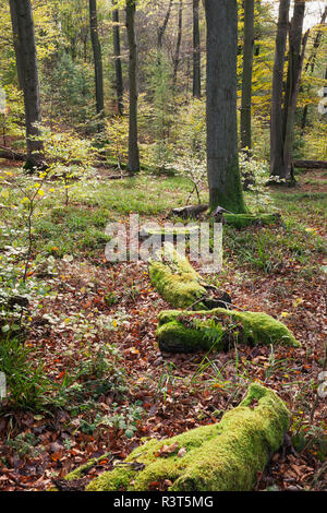 Deutschland, Rheinland-Pfalz, Pfalz, Pfälzer Wald Naturpark im Herbst Stockfoto