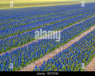 Niederlande, Provinz Süd-Holland, Lisse, Hyazinthen Felder Stockfoto