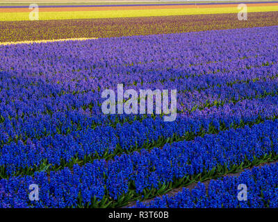 Niederlande, Provinz Süd-Holland, Lisse, Hyazinthen Felder Stockfoto