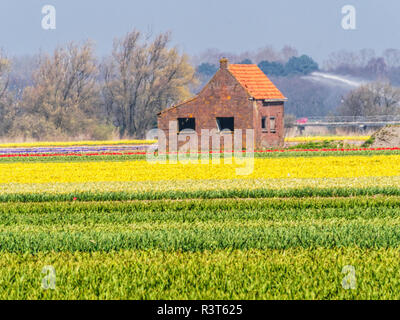 Niederlande, Südholland Provinz, Lisse, Tulpenfelder Stockfoto