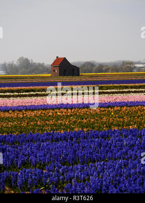 Niederlande, Provinz Süd-Holland, Lisse, Hyazinthen Felder Stockfoto