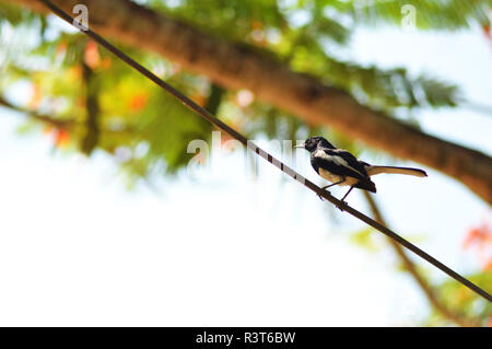 Orientalische magpie Robin/Magpie Vogel auf Draht im Sommer Natur Hintergrund - Vogel auf Drähte Stockfoto