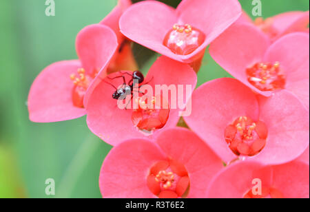 Schwarze Ameise auf Pflanzen rote Blumen/rosa oder rot Euphorbia milli Blume im Garten graan Hintergrund Stockfoto