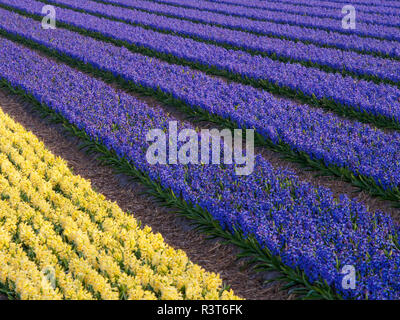 Niederlande, Provinz Süd-Holland, Lisse, Hyazinthen Felder Stockfoto