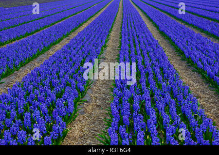 Niederlande, Provinz Süd-Holland, Lisse, Hyazinthen Felder Stockfoto