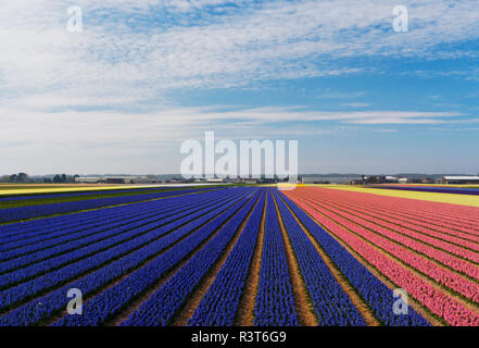 Niederlande, Provinz Süd-Holland, Lisse, Hyazinthen Felder Stockfoto