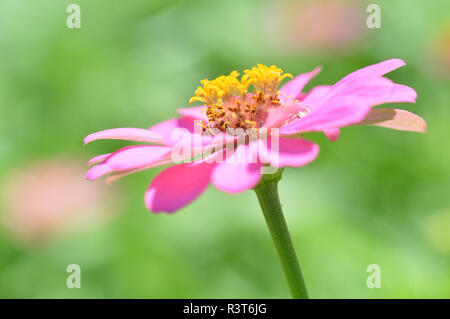 Rosa zinnia Blumen/Nahaufnahme von Blume rosa Zinnia blühende Natur grüner Hintergrund Stockfoto