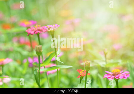 Rosa zinnia Blumen Feld/Spring Flower Pink zinnia blühende Natur grüner Hintergrund Stockfoto