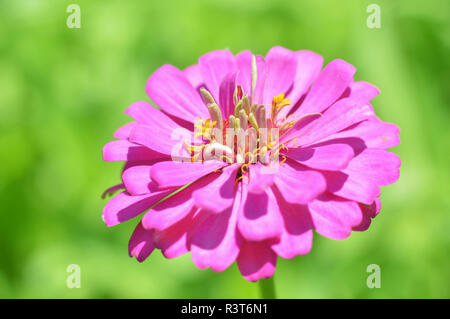 Rosa zinnia Blumen/Nahaufnahme von Blume rosa Zinnia blühende Natur grüner Hintergrund Stockfoto