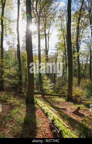 Deutschland, Rheinland-Pfalz, Pfalz, Pfälzer Wald Naturpark im Herbst Stockfoto