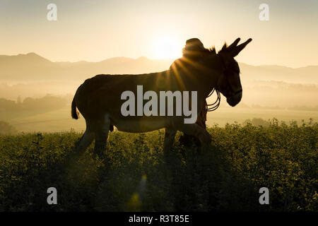 Italien, Toskana, Borgo San Lorenzo, Mann Wandern mit Esel in Feld bei Sonnenaufgang über ländliche Landschaft Stockfoto