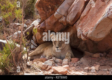 Südafrika, Aquila Private Game Reserve, Löwin, Panthera leo Stockfoto