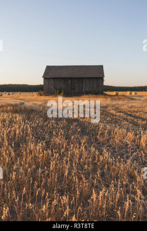 Feld an erntezeitraum am Abend Stockfoto