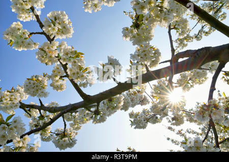 Weißen Kirschblüten in der Hintergrundbeleuchtung Stockfoto