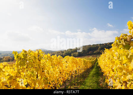 Deutschland, Rheinland-Pfalz, Weinberge im Herbst Farben, Deutsche Weinstraße Stockfoto