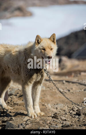 Grönland, Scoresbysund, aka Scoresby Sund, Ittoqqortoormiit Schlittenhunde. Stockfoto