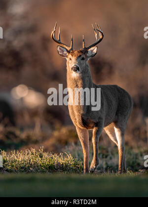 White-Tailed Deer Stockfoto