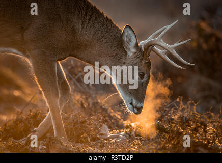 White-Tailed Deer Stockfoto