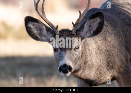 Rehe, Odocoileus hemionus, Wallowa Valley, Oregon. Stockfoto