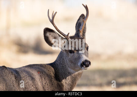 Rehe, Odocoileus hemionus, Wallowa Valley, Oregon. Stockfoto