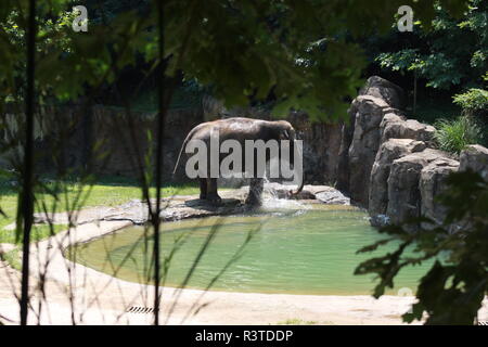 Elefanten am Smithsonial National Zoo Stockfoto