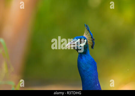 Peacock Nahaufnahme Kopf geschossen Stockfoto