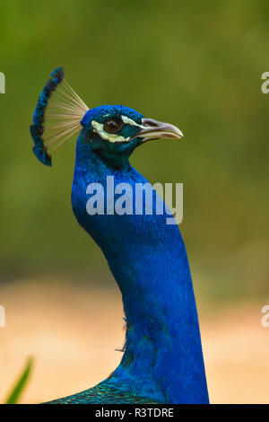 Peacock Nahaufnahme Kopf geschossen Stockfoto