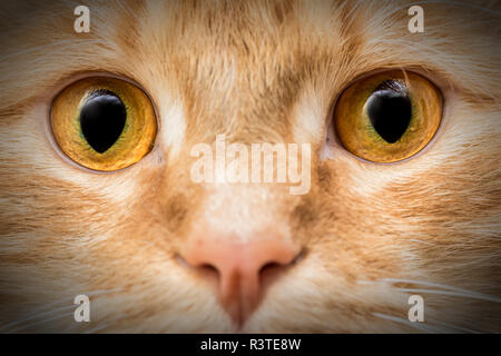 Die Augen der Katze Stockfoto