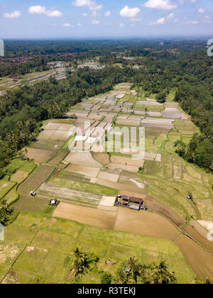 Indonesien, Bali, Ubud, Luftaufnahme von Reisfeldern Stockfoto