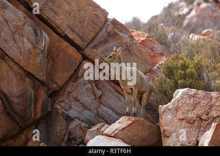 Südafrika, Aquila Private Game Reserve, Klippspringer, Oreotragus oreotragus Stockfoto