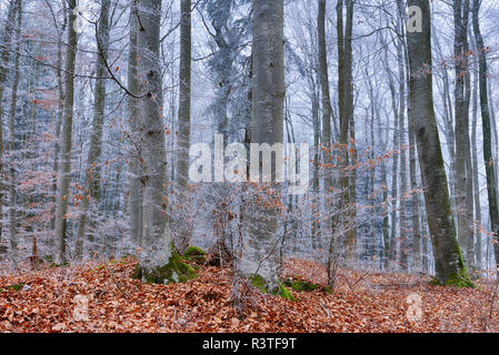 Reif an Buchenwald Stockfoto