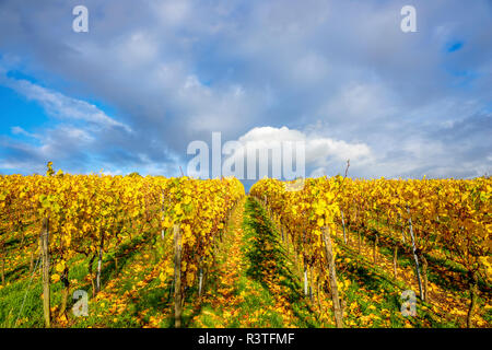 Deutschland, Hessen, Hessische Bergstraße zwischen Bensheim und Heppenheim im Herbst Stockfoto