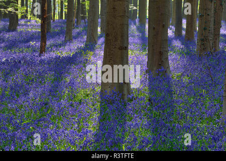 Belgien, Flämisch Brabant, Halle, Hallerbos, Bluebell Blumen, Hyacinthoides non-scripta, Buchenwald im frühen Frühjahr Stockfoto